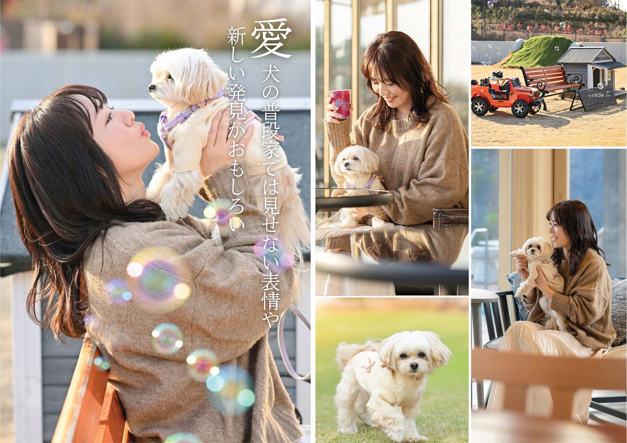 いぬやどマガジン